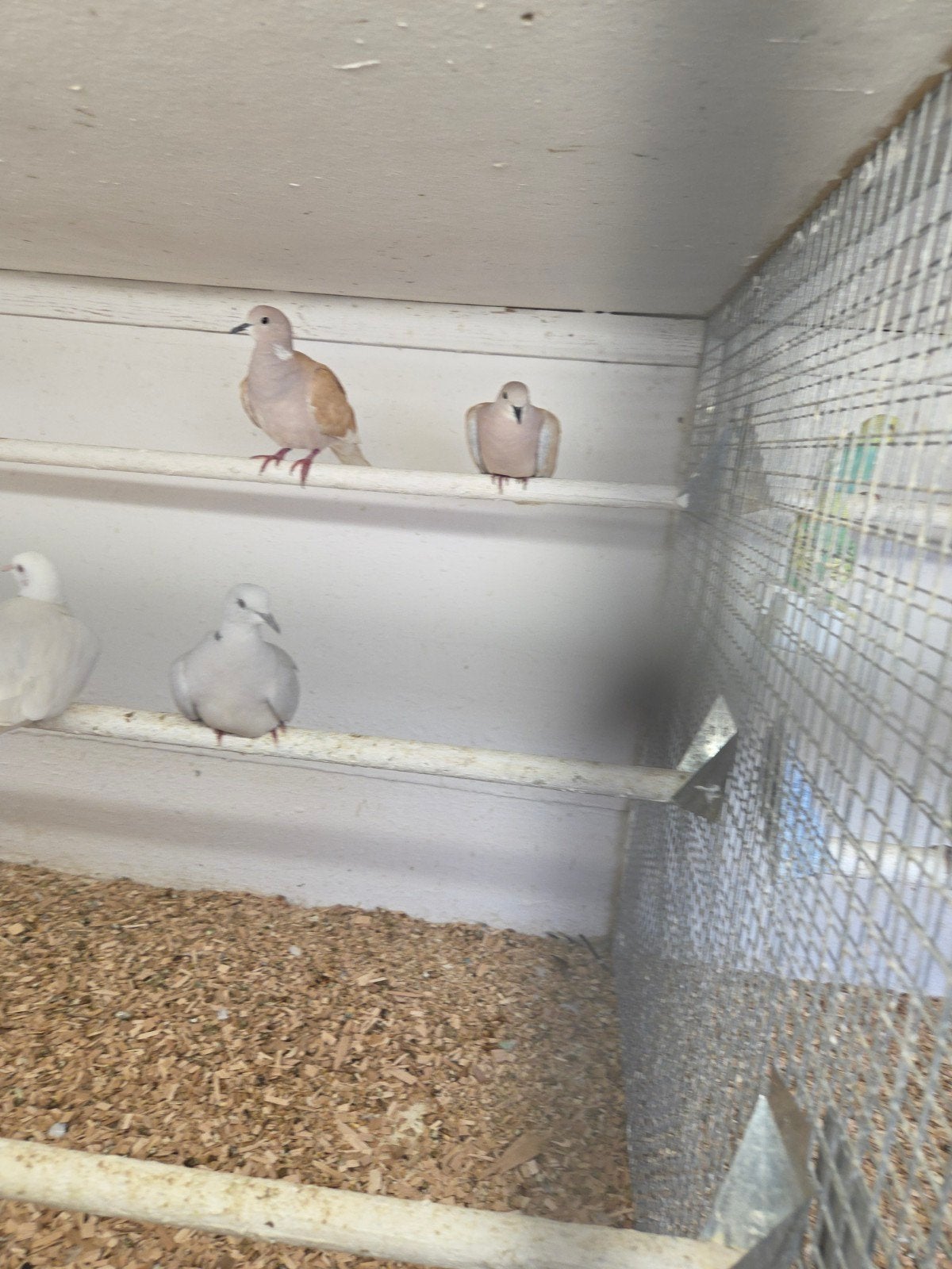 3 lachduiven, Meerdere dieren, Overige soorten