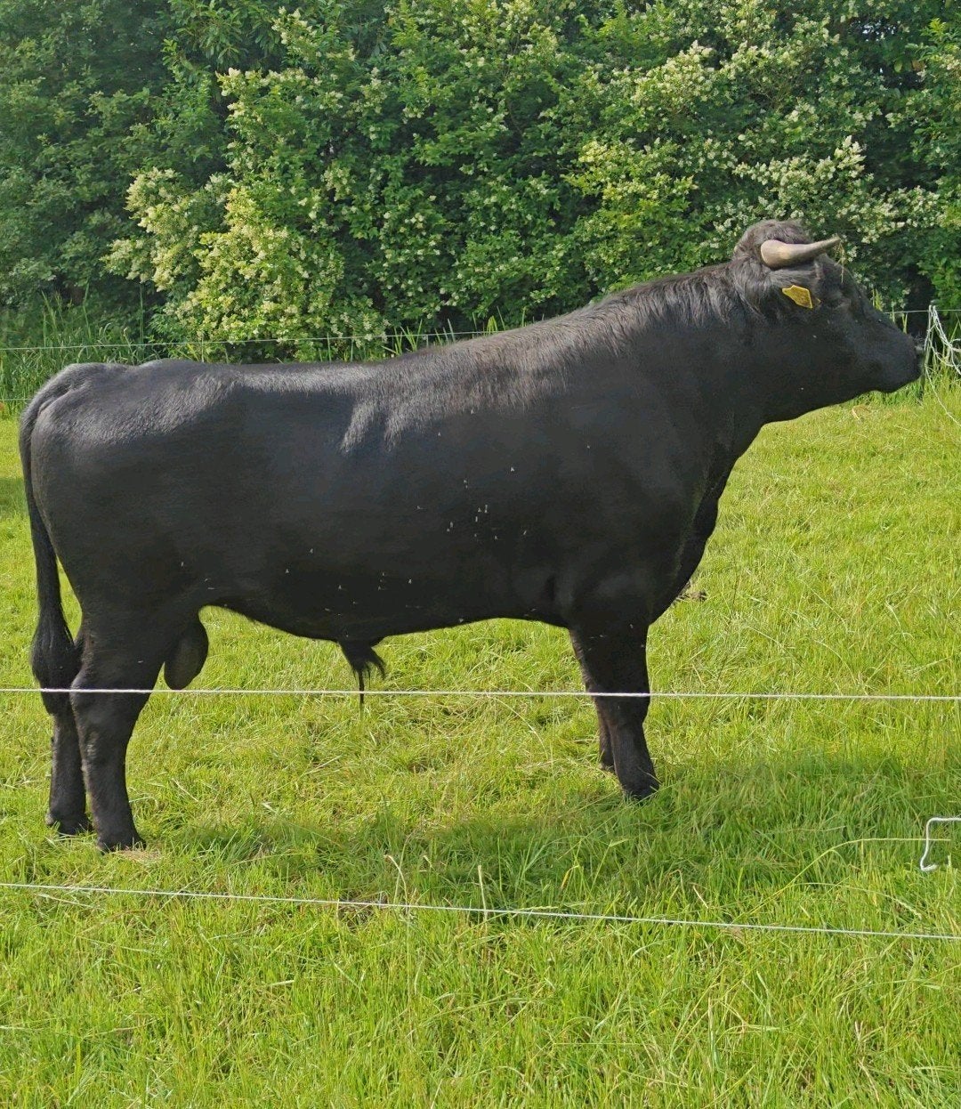leuke hobby koe Dexter x dahomy + Dekstier te huur.