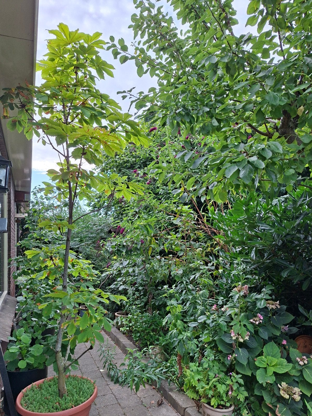 Kastanje, Ophalen, Zomer, Overige soorten, Halfschaduw