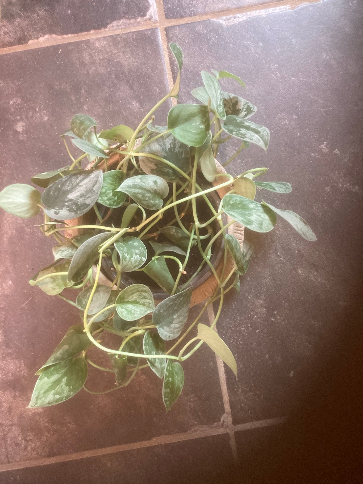 scindapsus, Ophalen, Halfschaduw, Minder dan 100 cm