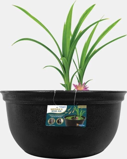 medaka bowl €24,95, ., Overige typen, Nieuw, Ophalen of Verzenden