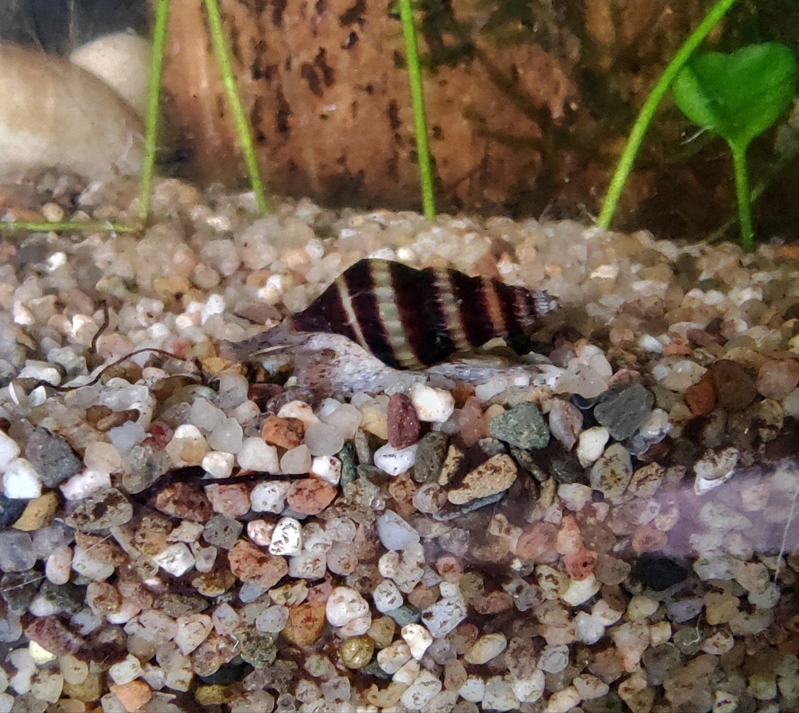 Anentome helena – Slak etende Slak, Dieren en Toebehoren, Slak of Weekdier, Zoetwatervis