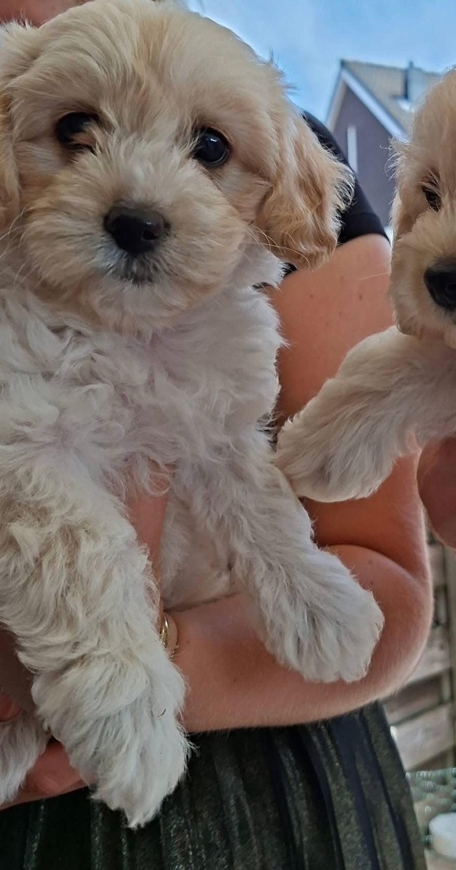 Pups Havapoo F2 ~ 14 juli/mogen naar nieuw baasje, 8 tot 15 weken, Parvo, Meerdere, Meerdere dieren