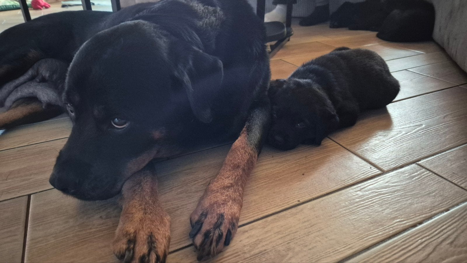Kruising Rottweiler Labrador pups, 8 tot 15 weken, Meerdere, Meerdere dieren, Rottweiler