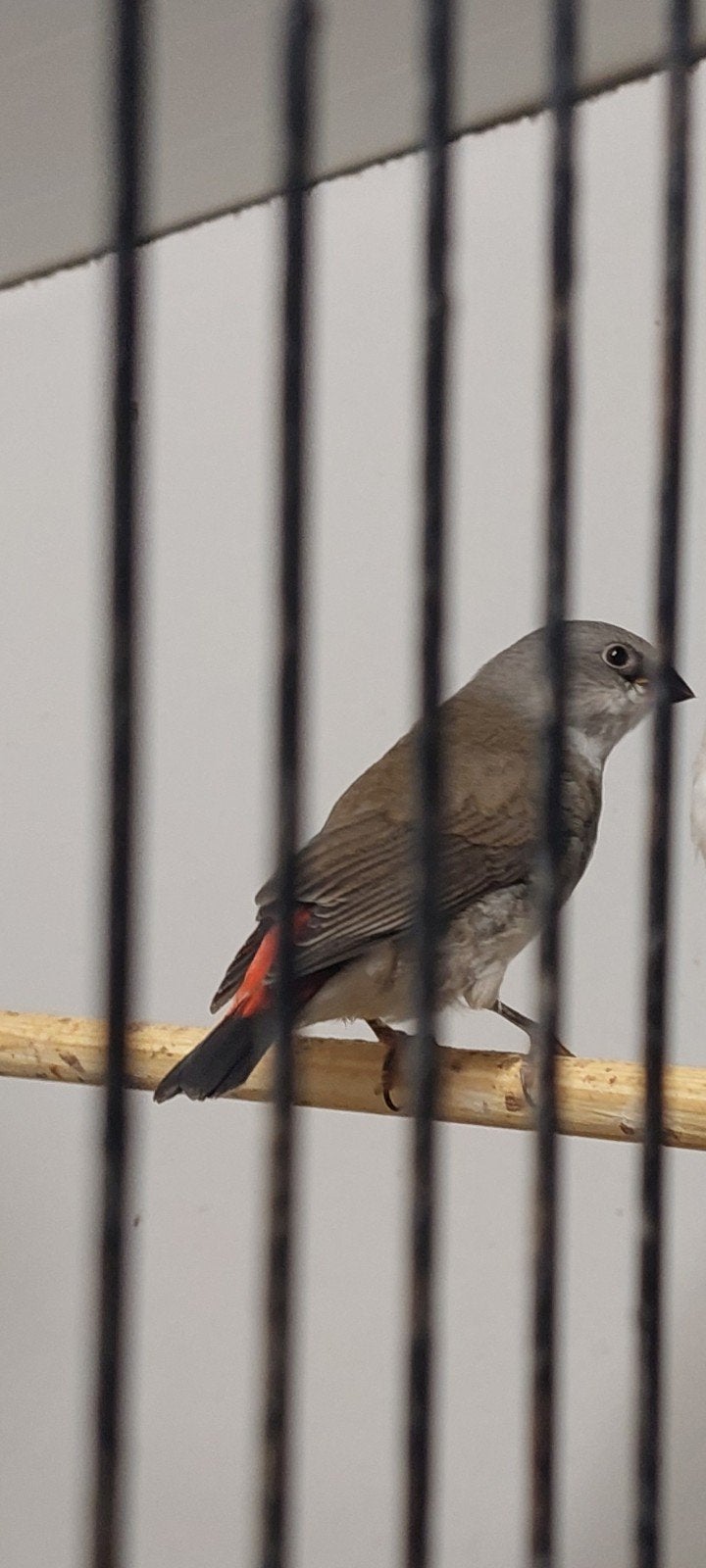 Roidstuit wildkleur diamant vink 2026 zie foto,s, Vrouwelijk