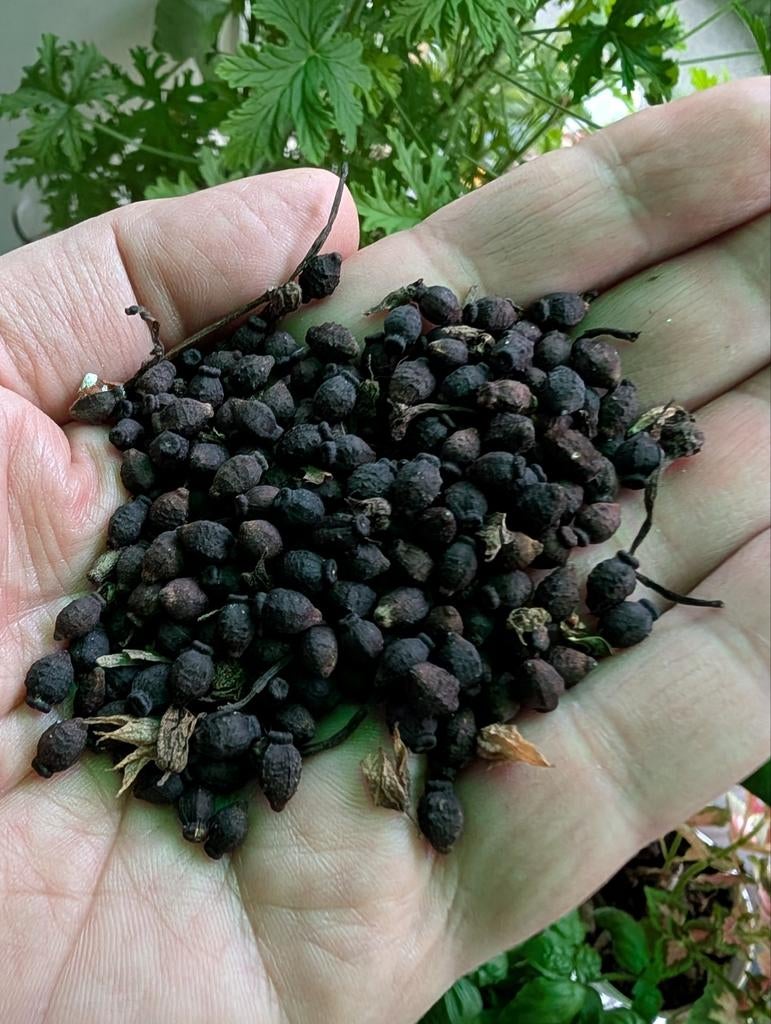 GRATIS Nachtschone zaden - Mirabilis jalapa, Ophalen of Verzenden, Voorjaar, Volle zon, Zaad