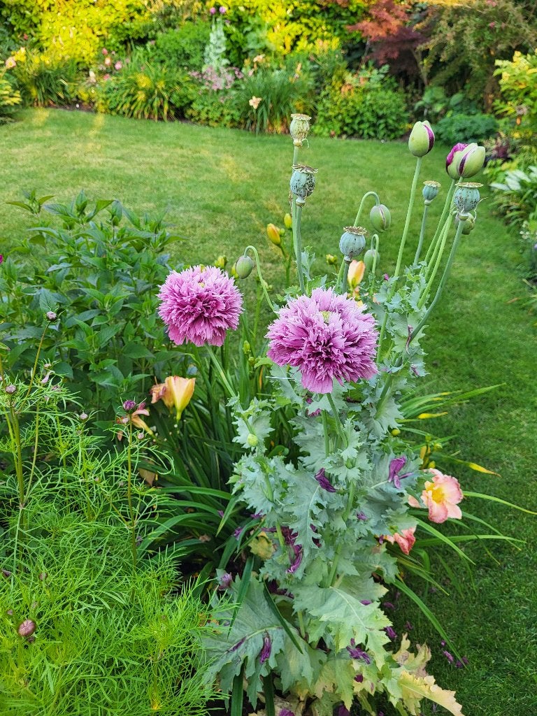 Zaden Papaver lila frizzle, Ophalen of Verzenden, Volle zon