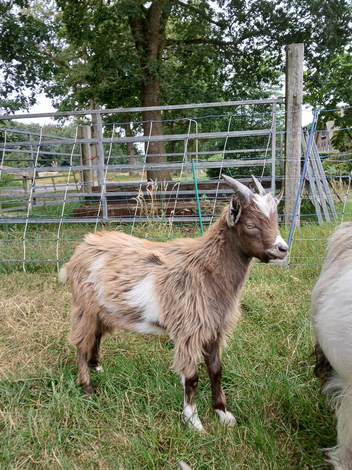 mooie jonge landgeiten Dekbok, Dieren en Toebehoren, Schapen, Geiten en Varkens, Mannelijk, Geit, 0 tot 2 jaar