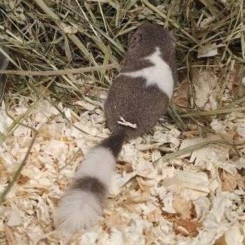 Graphiurus murinus, Dieren en Toebehoren, Juli, Meerdere dieren, Overige typen