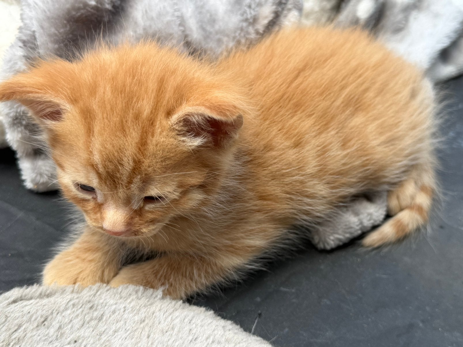 kittens zoeken forever home, Dieren en Toebehoren, Katten en Kittens | Overige Katten, Meerdere dieren