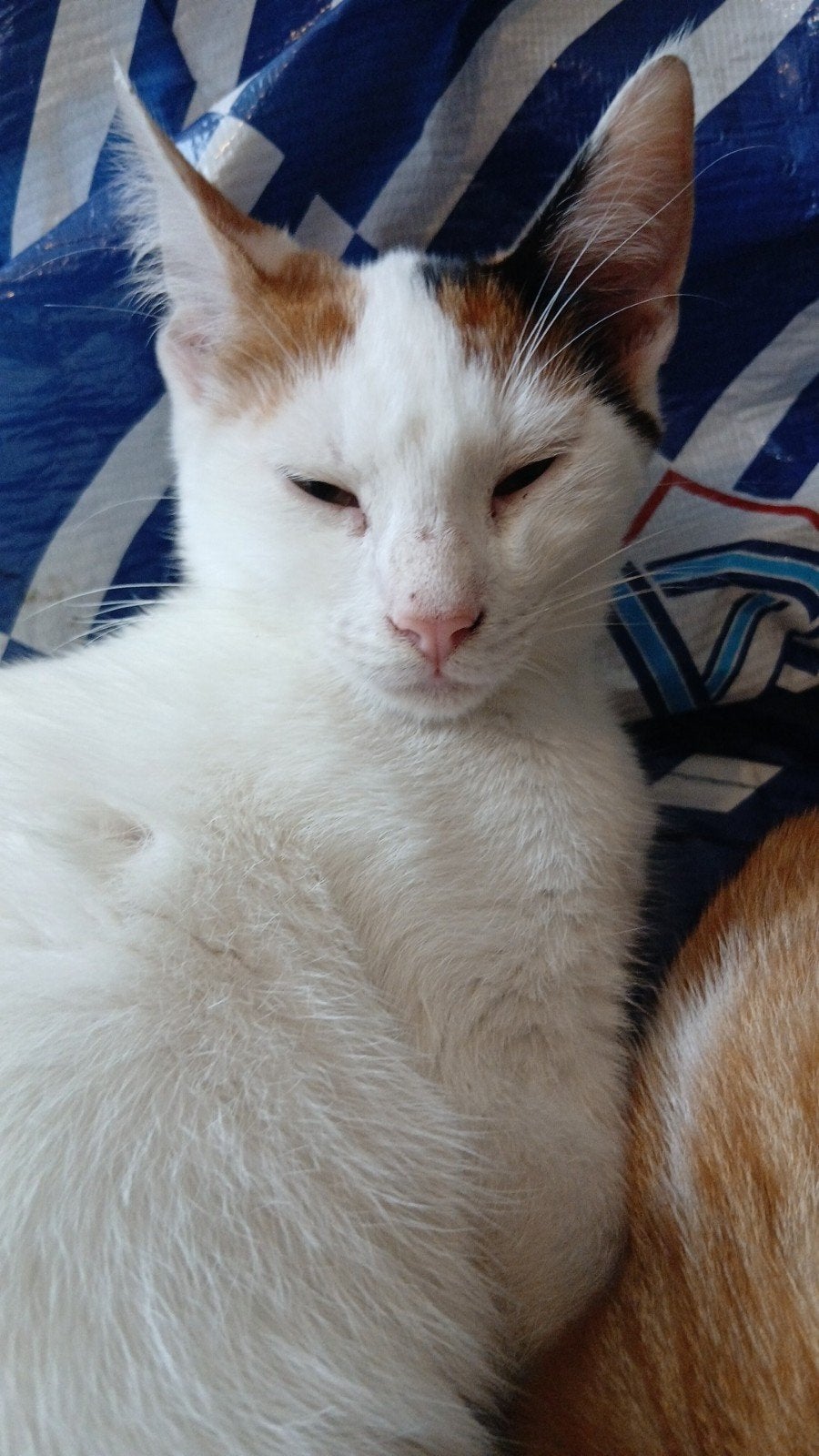 Rood/wit kittens, Poes
