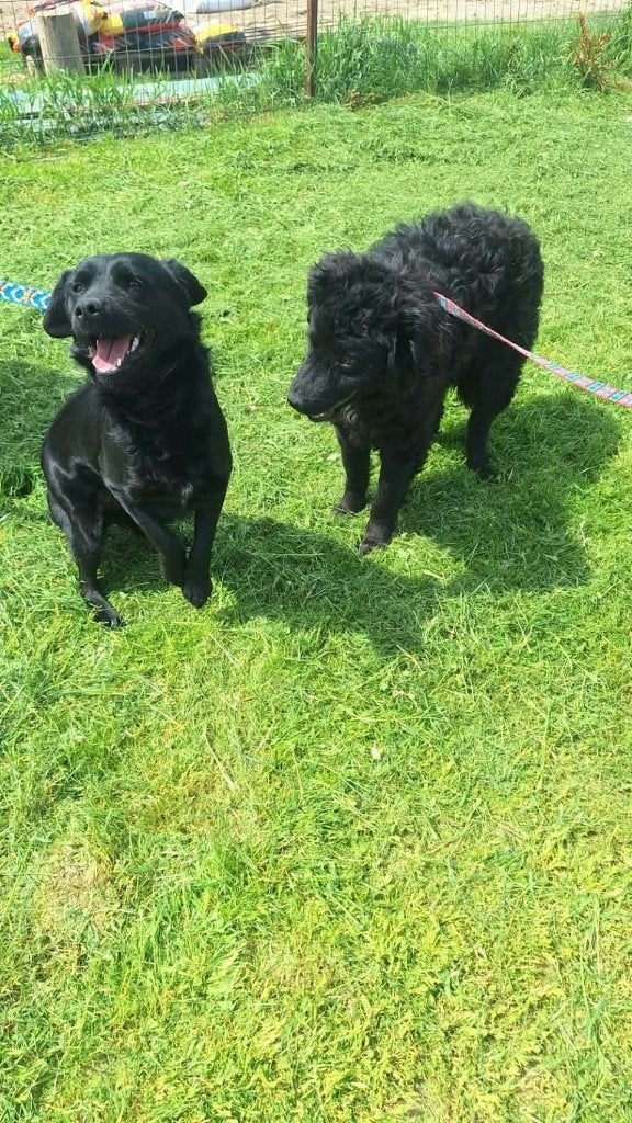 Hondjes ter adoptie, Particulier, 1 tot 2 jaar, Buitenland, Meerdere