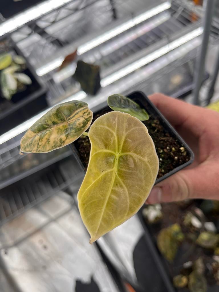Alocasia Azlanii aurea variegata, Huis en Inrichting, Kamerplanten, Overige soorten, In pot, Minder dan 100 cm, Bloeiende kamerplant