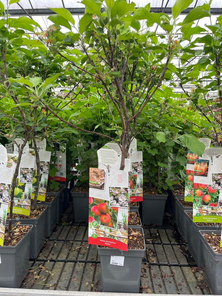 Appelboom Malus domestica 'Elstar' - Zoet en Sappig, Lente, Volle zon, In pot, Ophalen of Verzenden