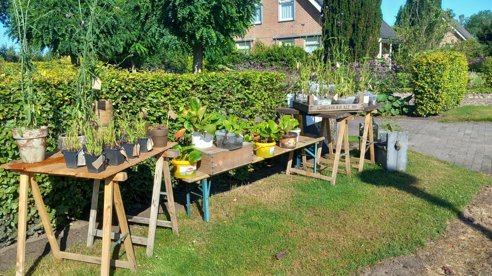 Diverse soorten STEKKIES&zo, Tuin en Terras, Planten | Tuinplanten, Ophalen, Eenjarig, Overige soorten, Volle zon