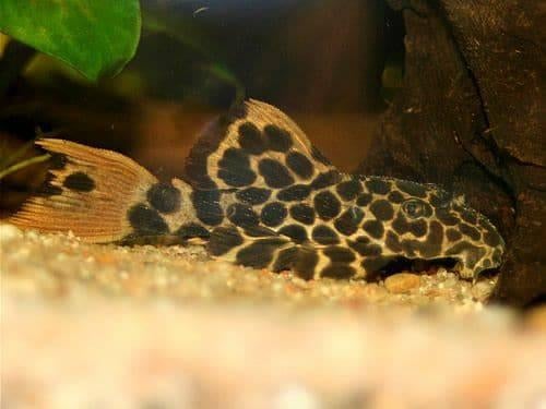 L-Nummers: L114 Pseudacanthicus cf. leopardus, Dieren en Toebehoren, Vissen | Aquariumvissen, Vis, Zoetwatervis