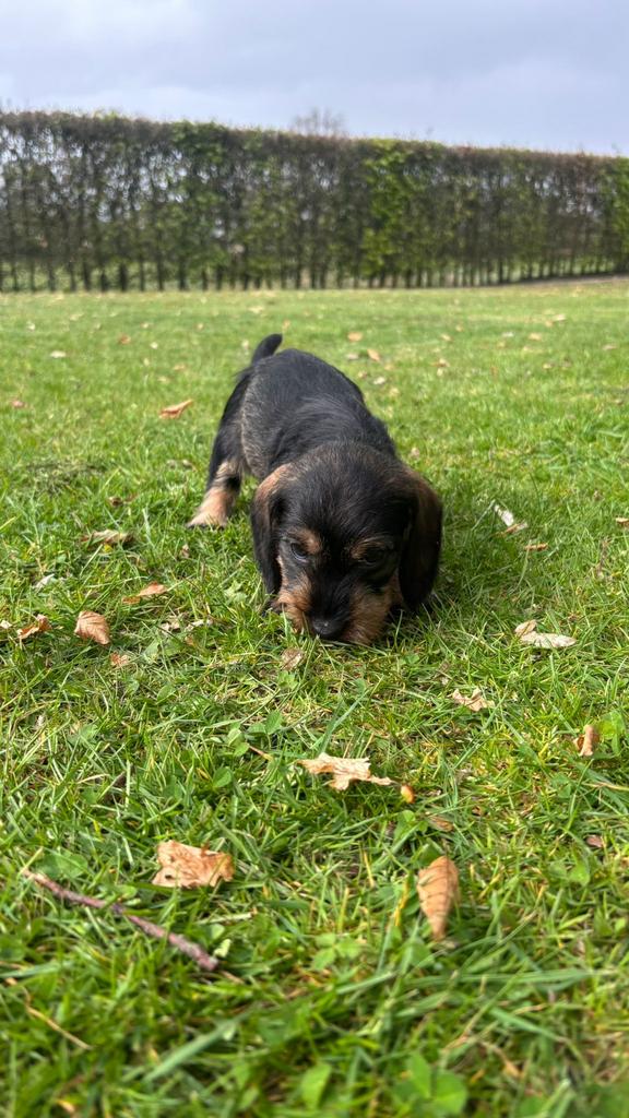 Teckel pups, Dieren en Toebehoren, Honden | Teckels en Dashonden, Kaninchen, Parvo, 8 tot 15 weken, Meerdere