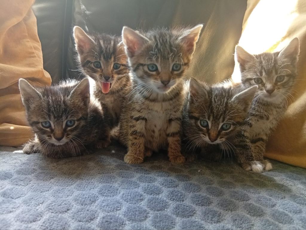 Schattige kittens zoeken gouden mandje, Meerdere dieren