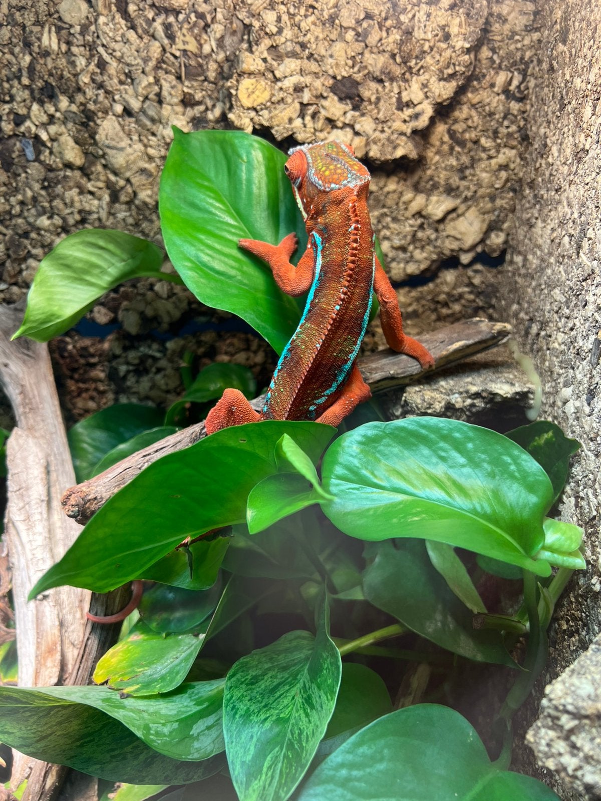 Kameleon panter Chameleon - unknown for sale from ijmuiden