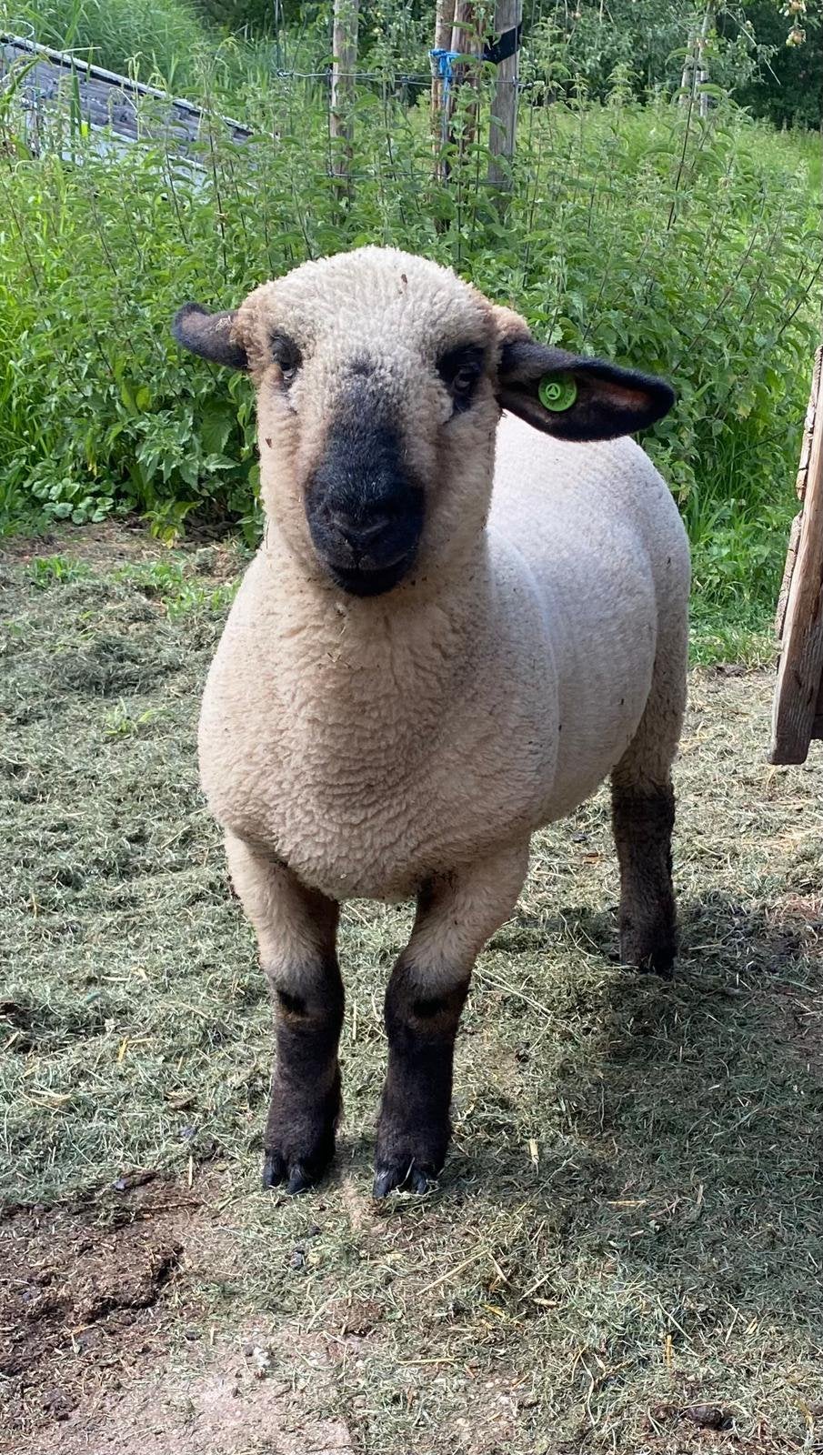 Hampshire Down ram lam, Dieren en Toebehoren, Mannelijk, Schaap