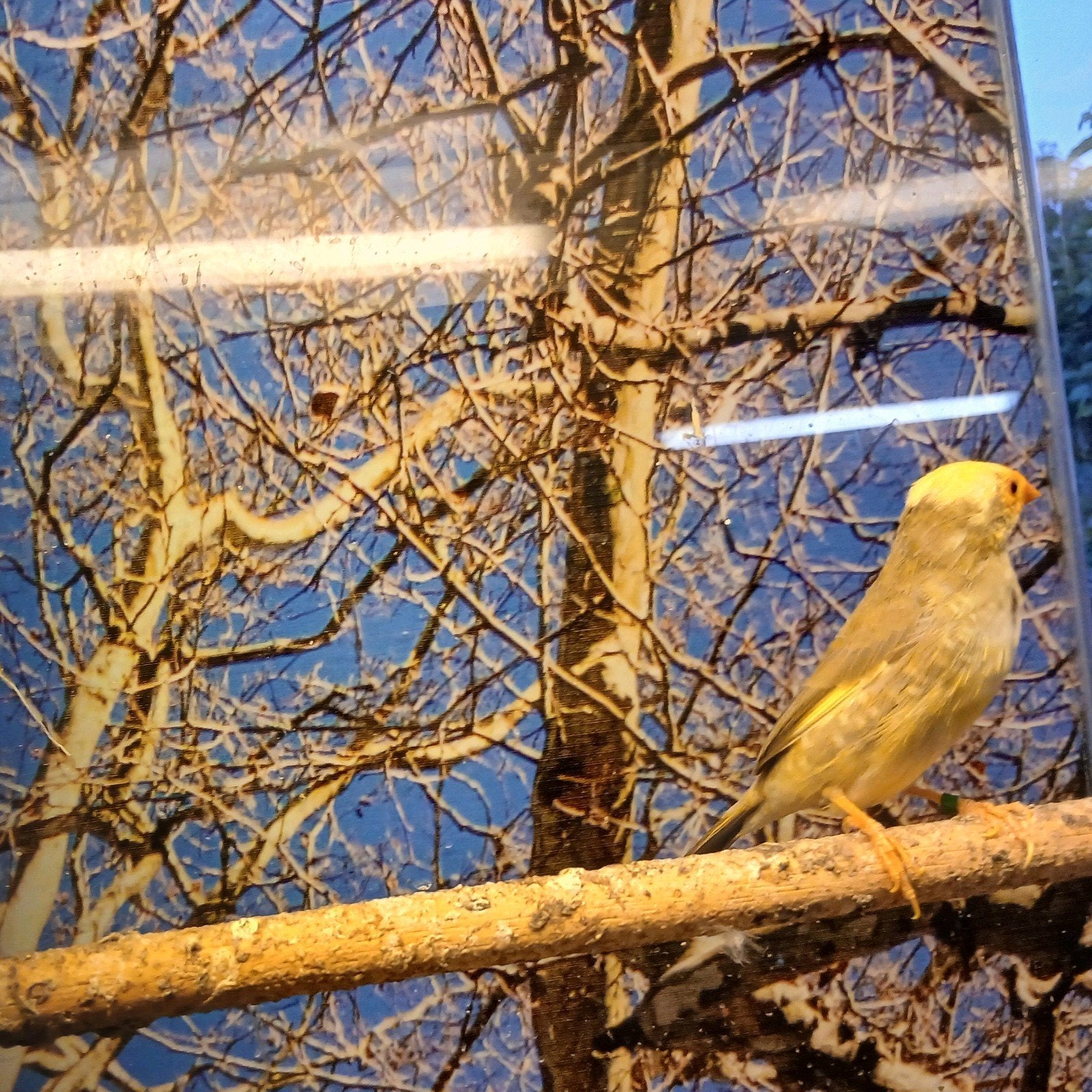 Binzen astrilde mutatie, Dieren en Toebehoren, Vogels | Overige Vogels, Meerdere dieren