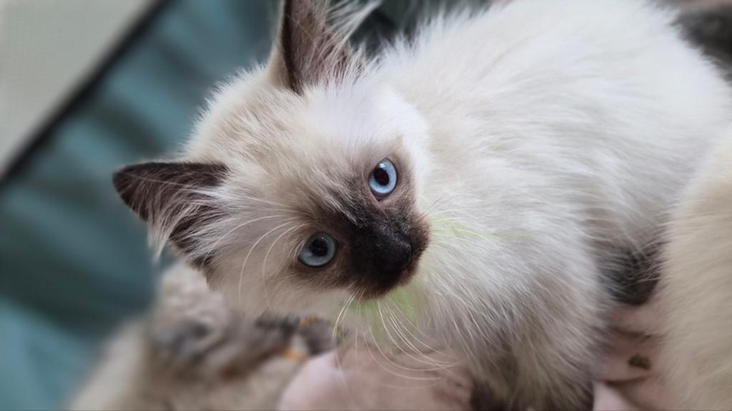 Super mooie Ragdoll kittens, Meerdere dieren, Ontwormd, 0 tot 2 jaar
