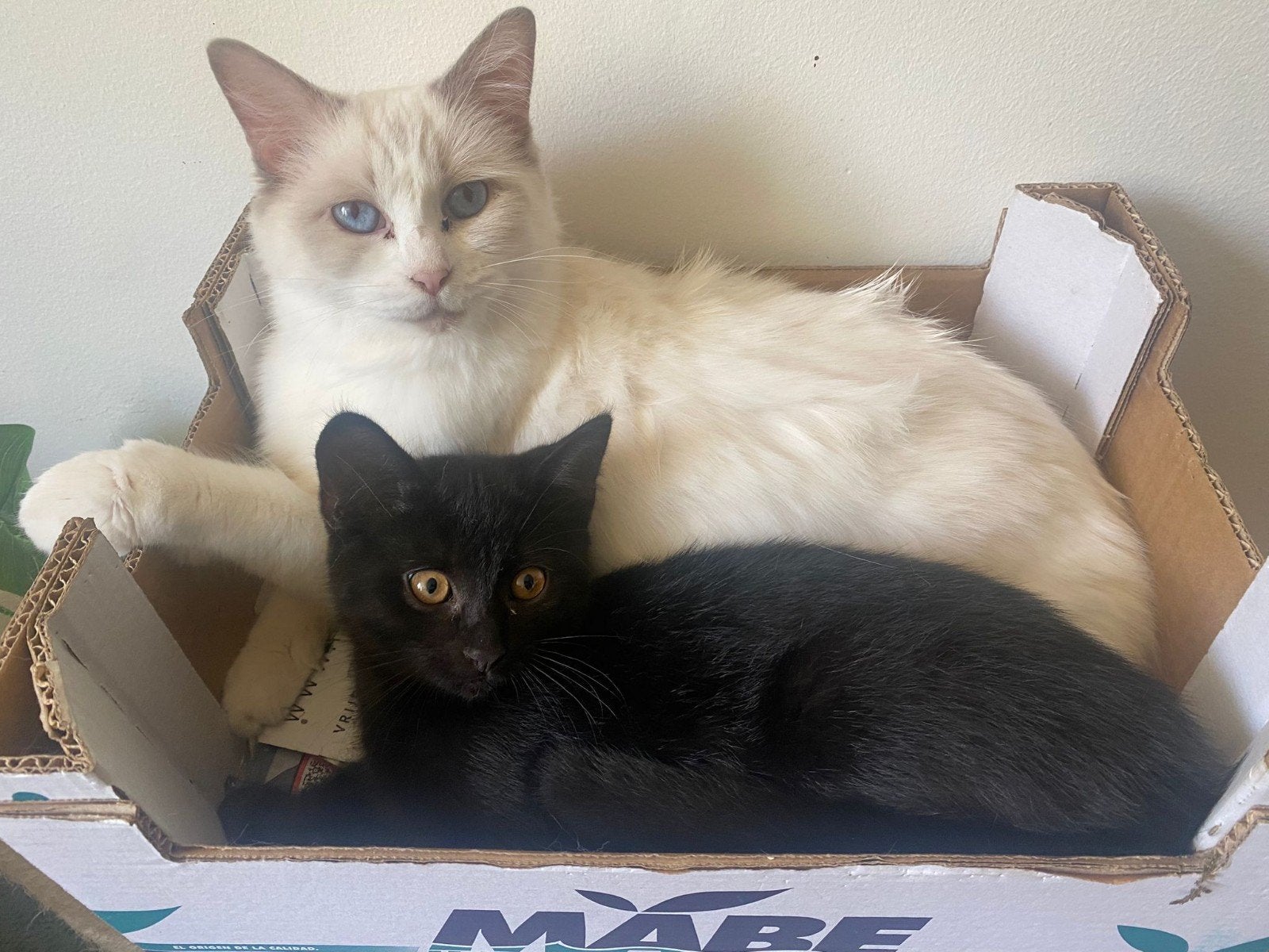 Ragdoll kruising  10 weken., Dieren en Toebehoren, Katten en Kittens | Overige Katten, Meerdere dieren