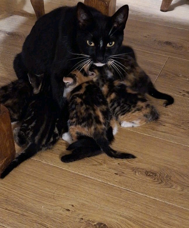 kittens zwart wit cypres Europese korthaar, Meerdere dieren