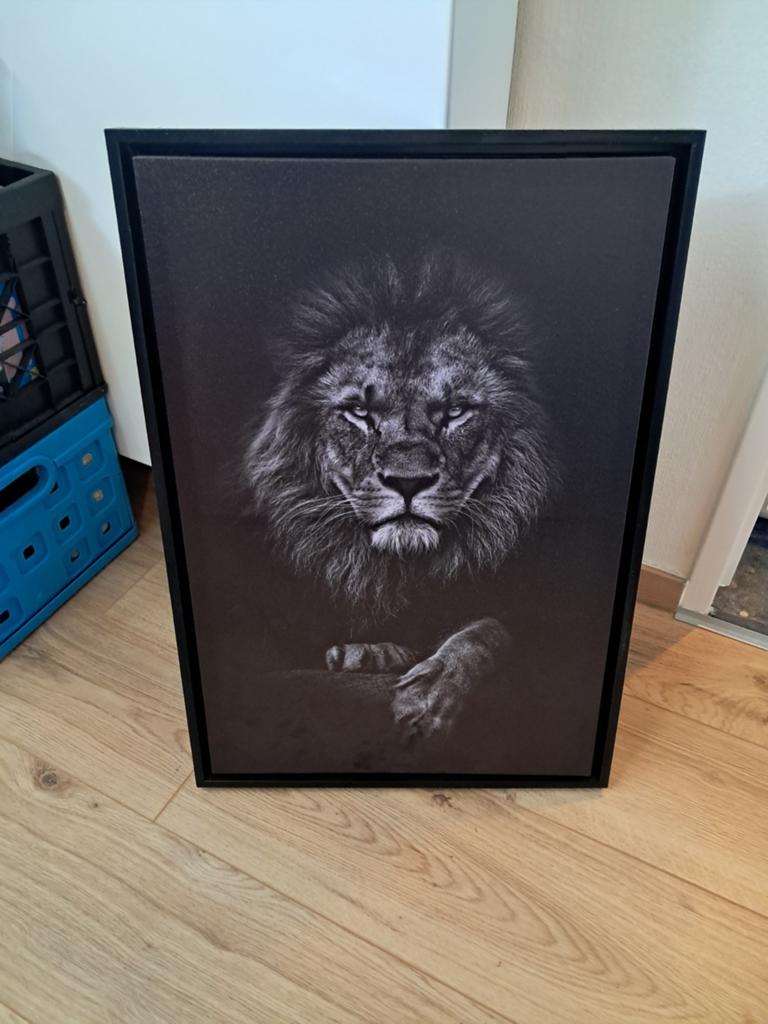 Prachtig zwart-wit leeuwen canvas schilderij, Ophalen