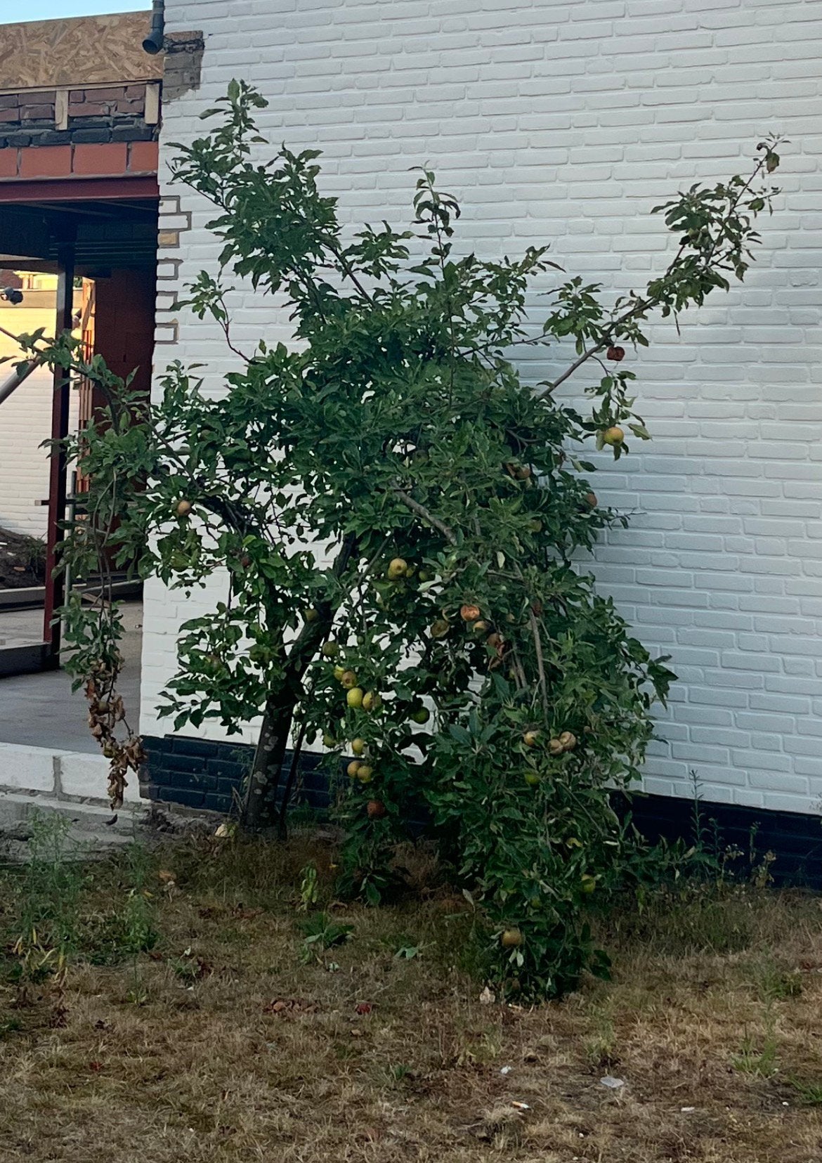 Appelboompje, zelf eruit halen!, Ophalen, Halfschaduw, Overige soorten, 100 tot 250 cm