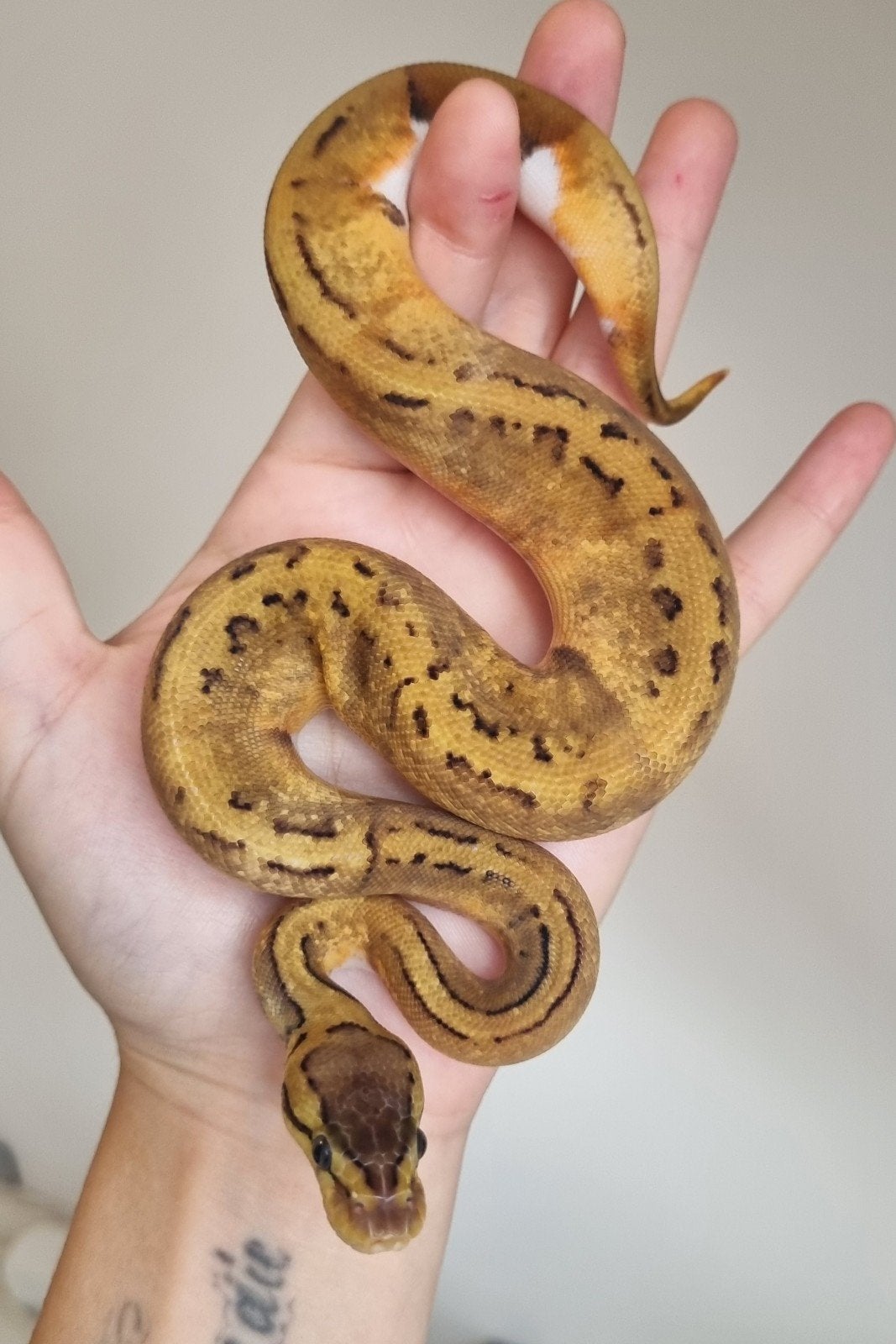 0.1 pinstripe enchi piebald koningspython Ball Python - female for sale from Rocking Reptiles
