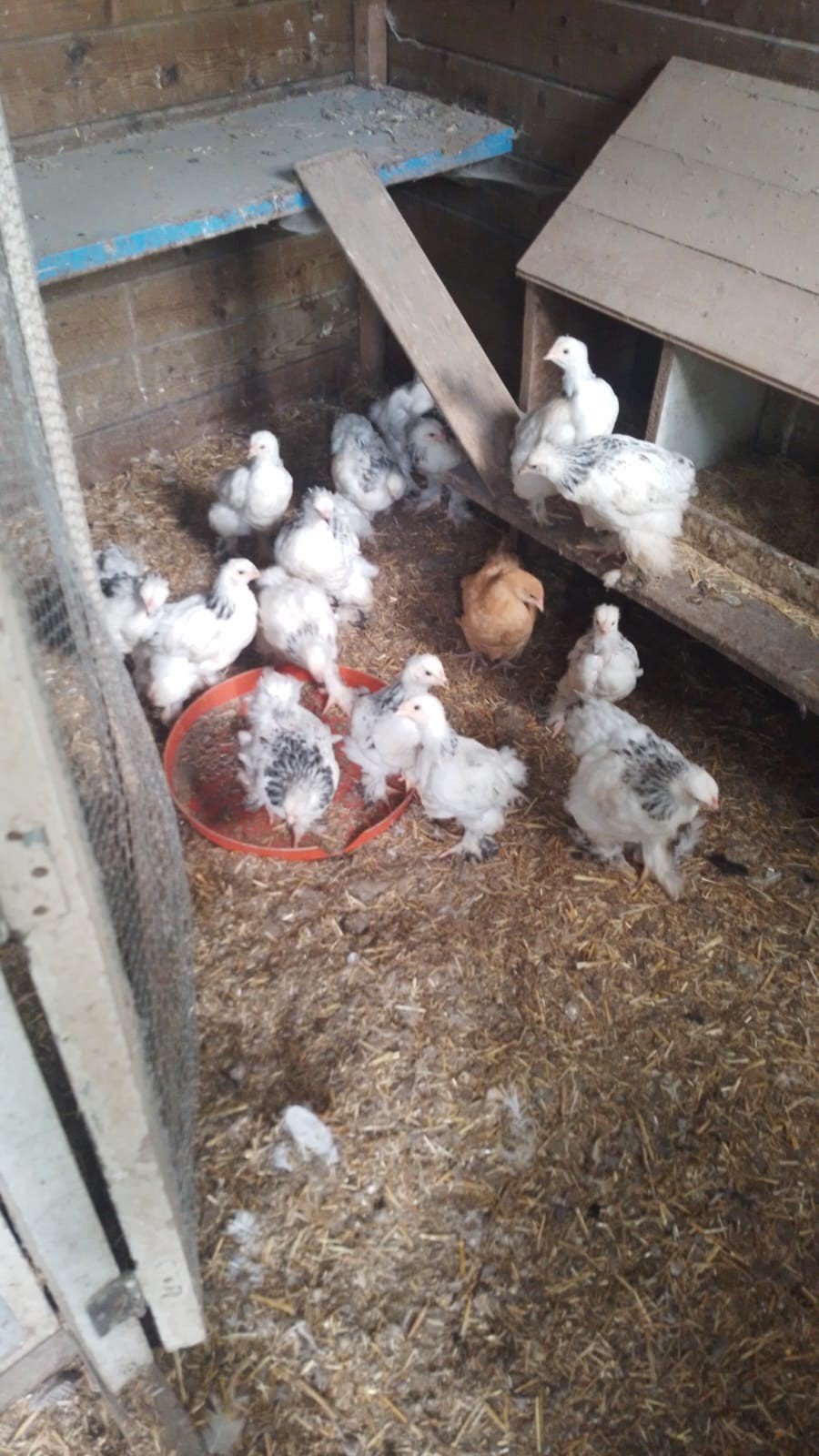 Brahma kuikens zwart wit Columbia, Dieren en Toebehoren, Pluimvee, Geslacht onbekend, Kip