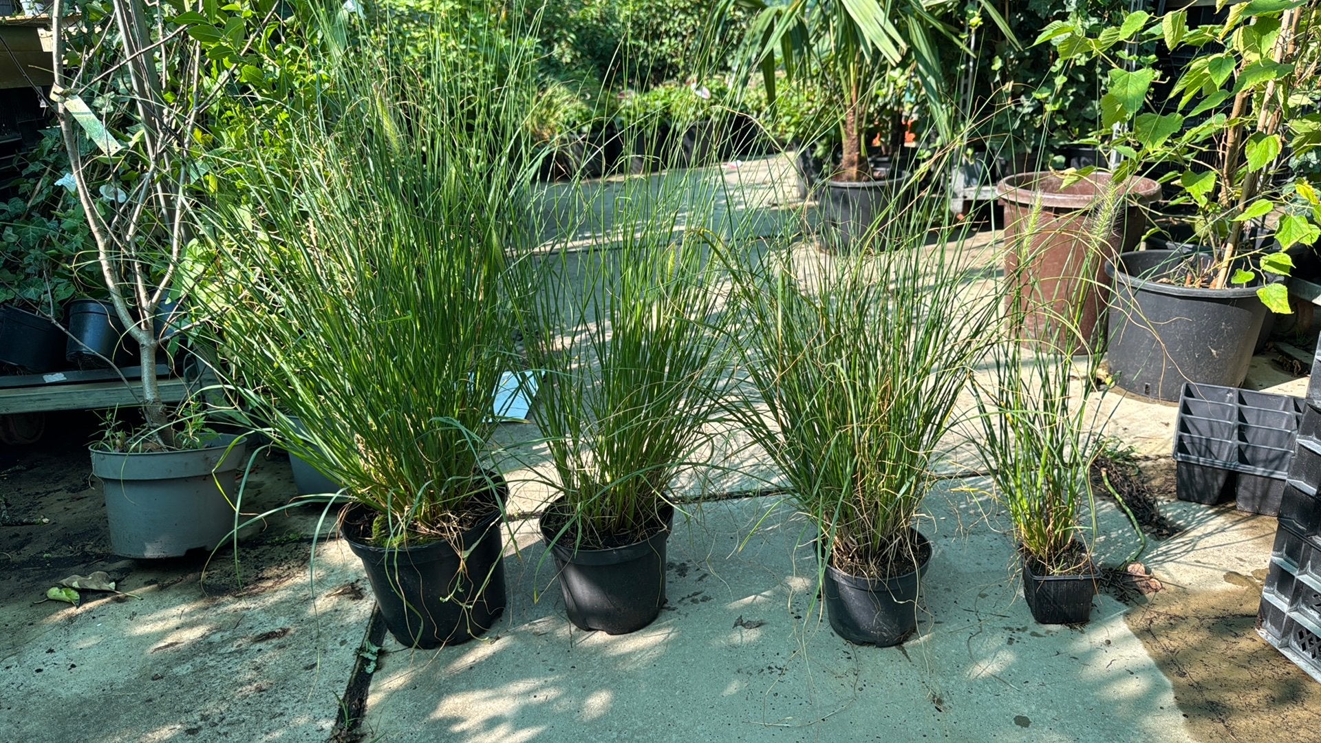 Siergras in pot - Pennisetum Hameln  9 t/m 23 cm pot, Ophalen, Volle zon, Vaste plant, Siergrassen