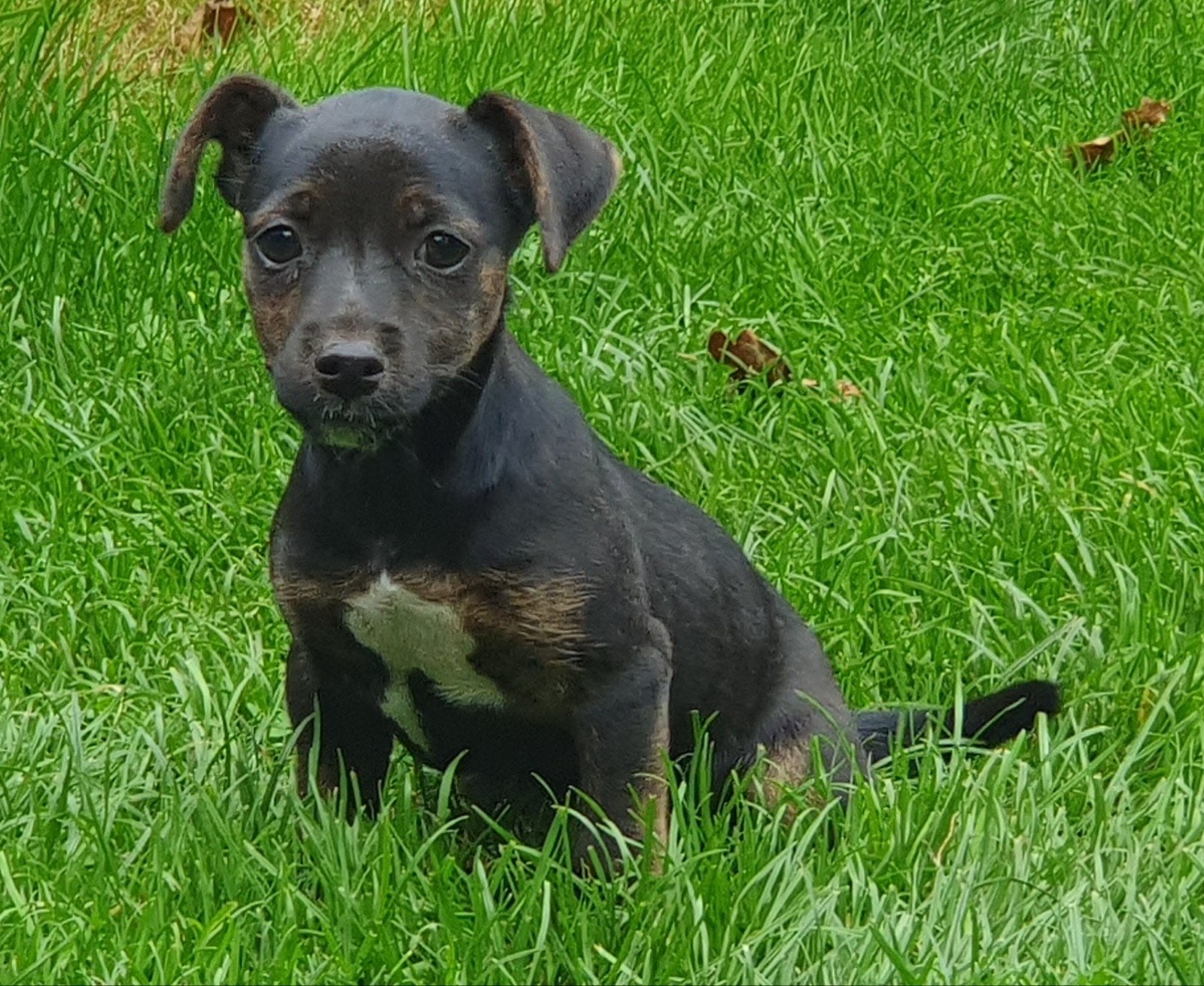 laaste teefje nog beschikbaar, Jack Russell Terriër, CDV (hondenziekte), 8 tot 15 weken, Teef