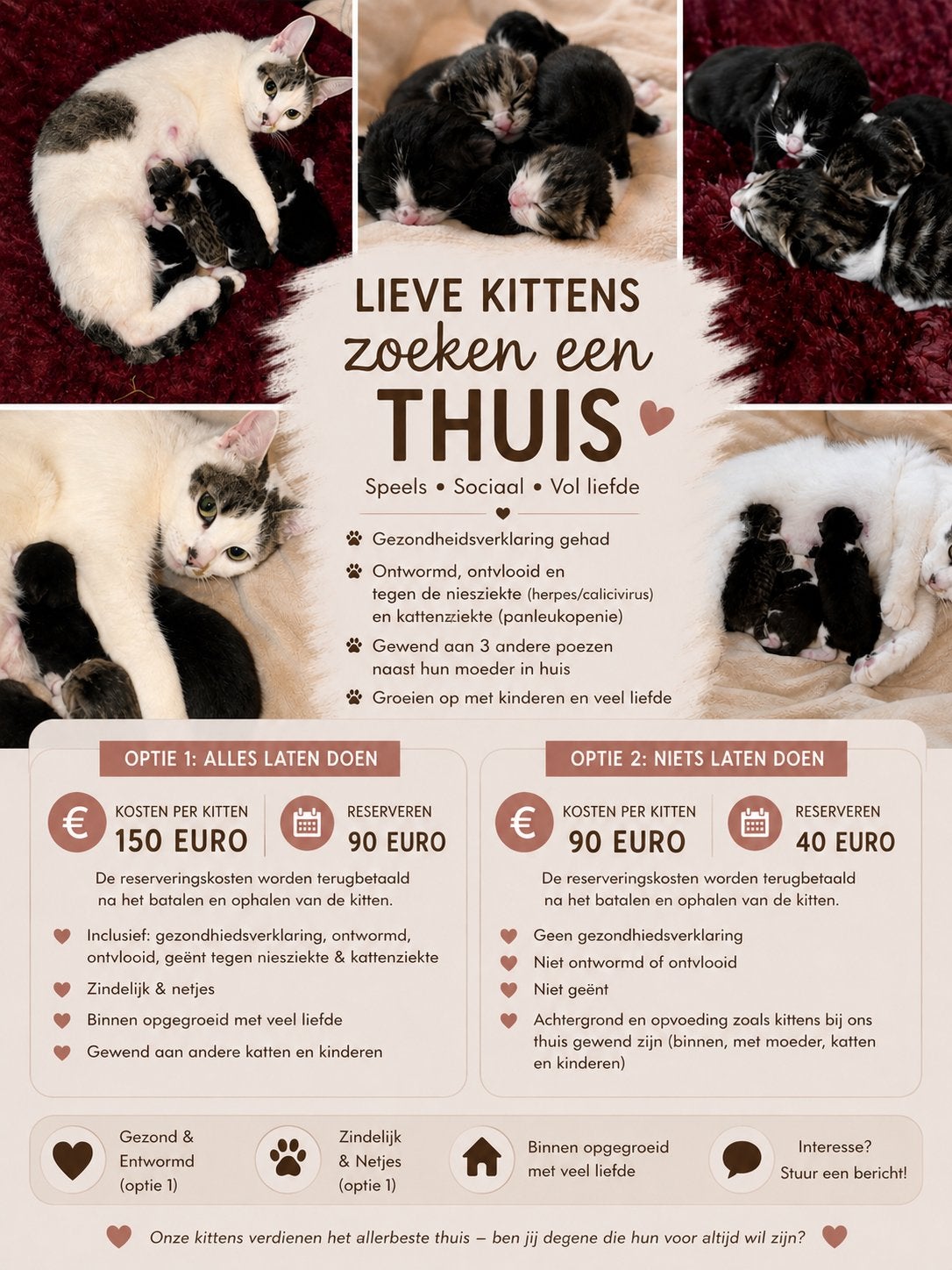 Kitten te koop, 0 tot 2 jaar
