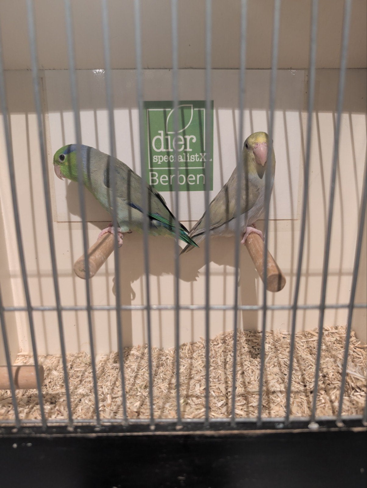 bewezen koppel split x fallow turquase