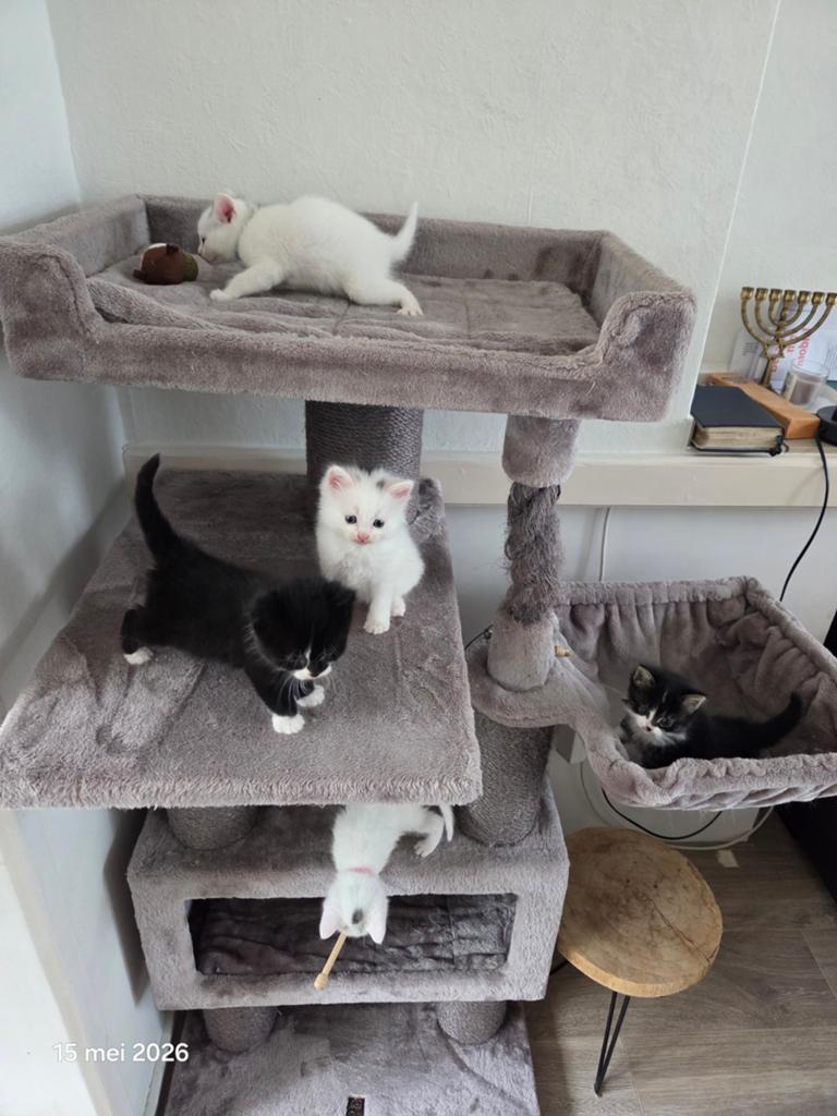 Ragdoll, Siamees, siamese,  kittens, Dieren en Toebehoren, Meerdere dieren
