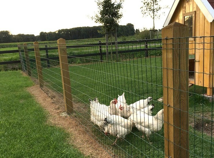 7. Schapen hek | Afrastering gaas | kippen afrastering, Ophalen of Verzenden, Nieuw, 20 meter of meer, Gaas