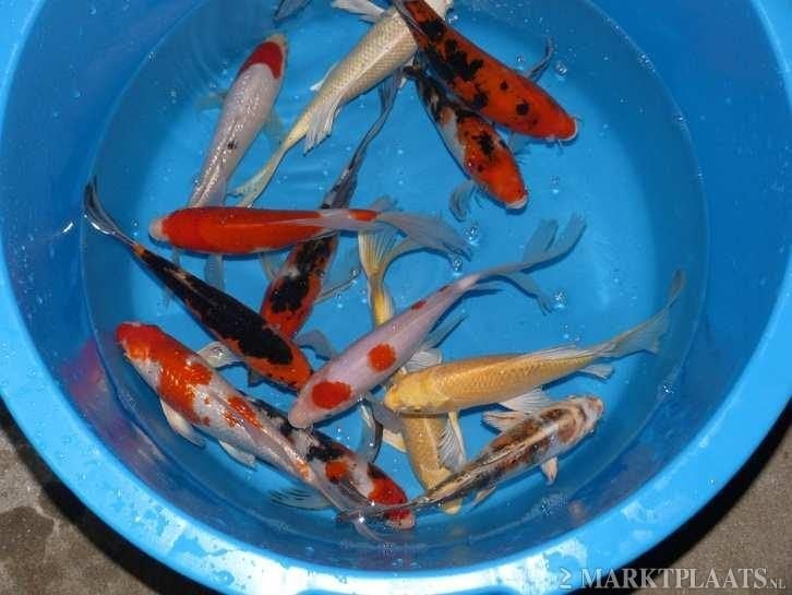 Import HQ Butterfly koi / Vlinderkoi 30 / 40 cm Koidreams, Karper of Koi