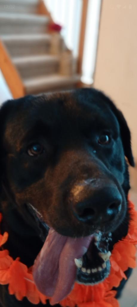 Oppas gezocht hond, Dieren en Toebehoren, Ophalen of Verzenden