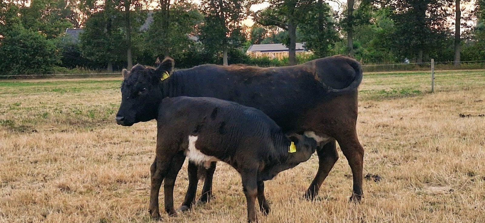 Dexter x Belted galoway zoogstel, Dieren en Toebehoren, Runderen, Mannelijk