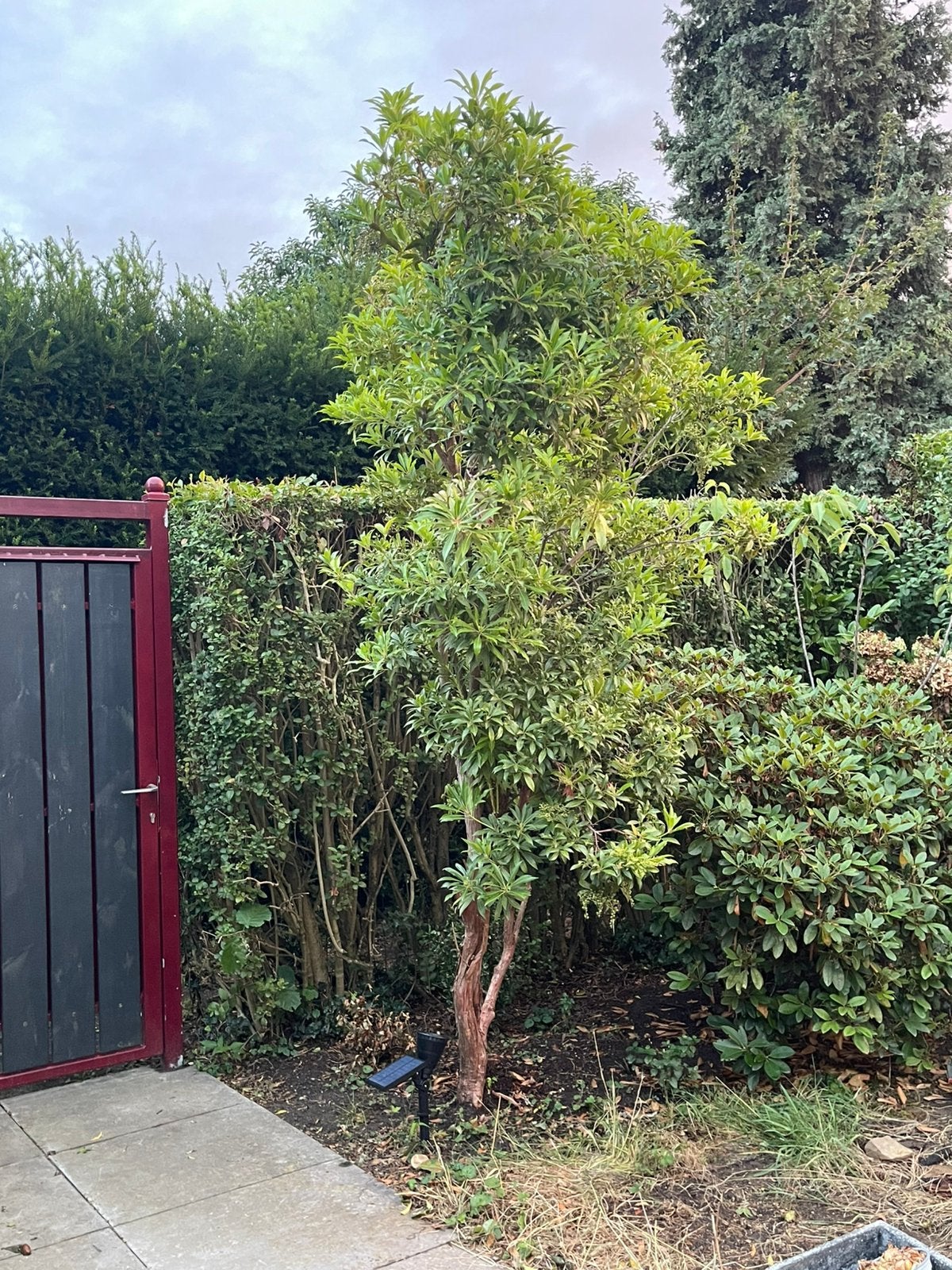 Prachtige boom te koop, Tuin en Terras, Bloeit niet, Overige soorten, 250 tot 400 cm, Ophalen
