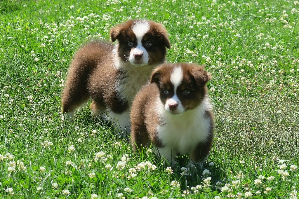 Leuke Australian Shepherd pups, Dieren en Toebehoren, Parvo, Nederland, 8 tot 15 weken, Meerdere