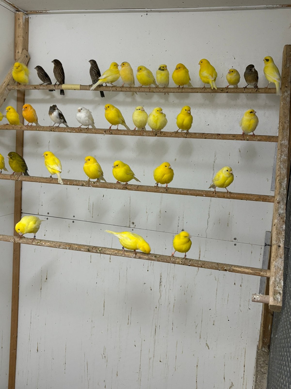 Verschillende kleur kanaries .Zie omschrijving, Dieren en Toebehoren, Vogels | Kanaries, Meerdere dieren, Kleurkanarie
