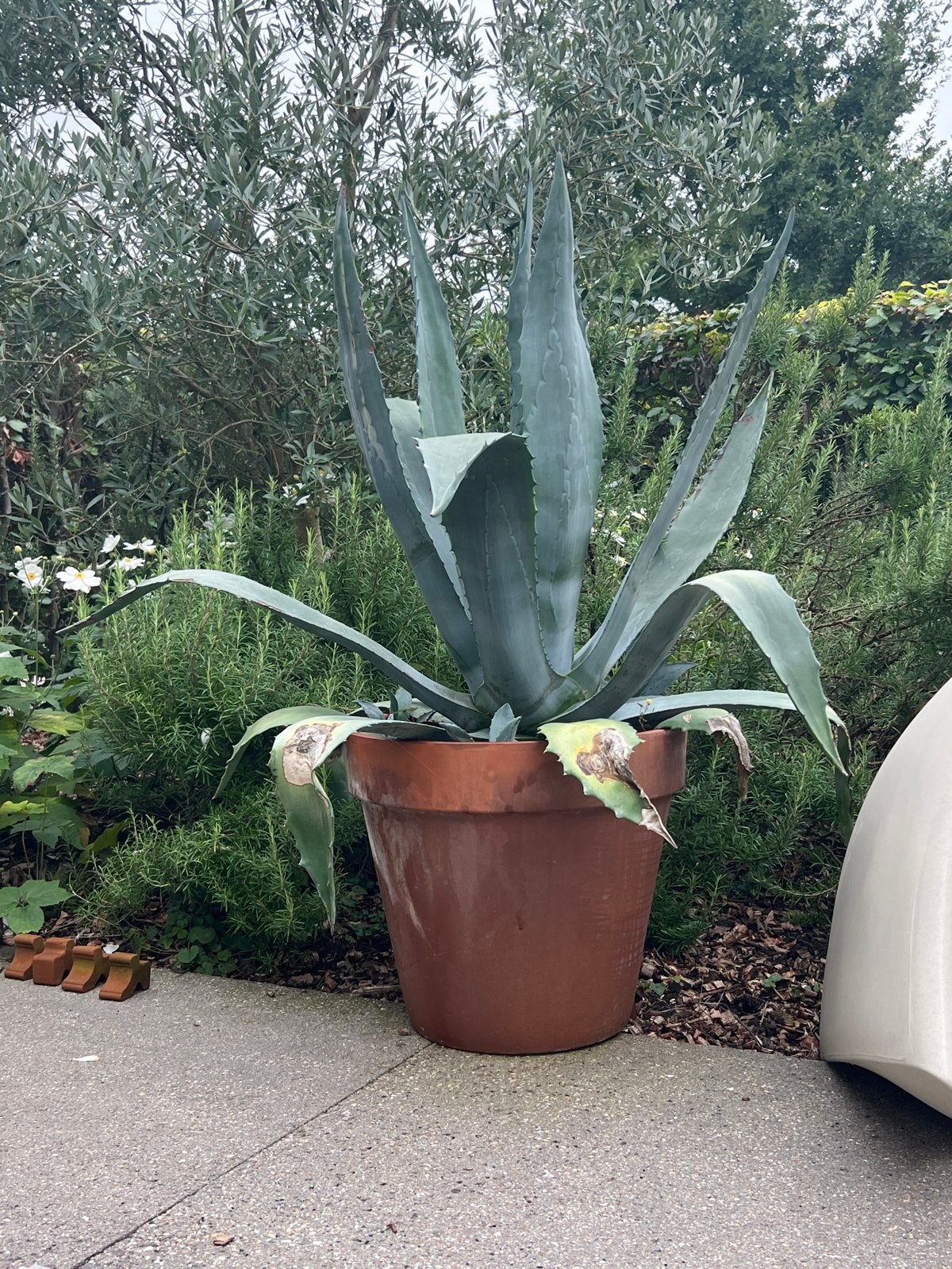 Agave planten hoogte 40cm 85cm 140cm in pot, Volle zon, Vaste plant, Bloeit niet, Ophalen