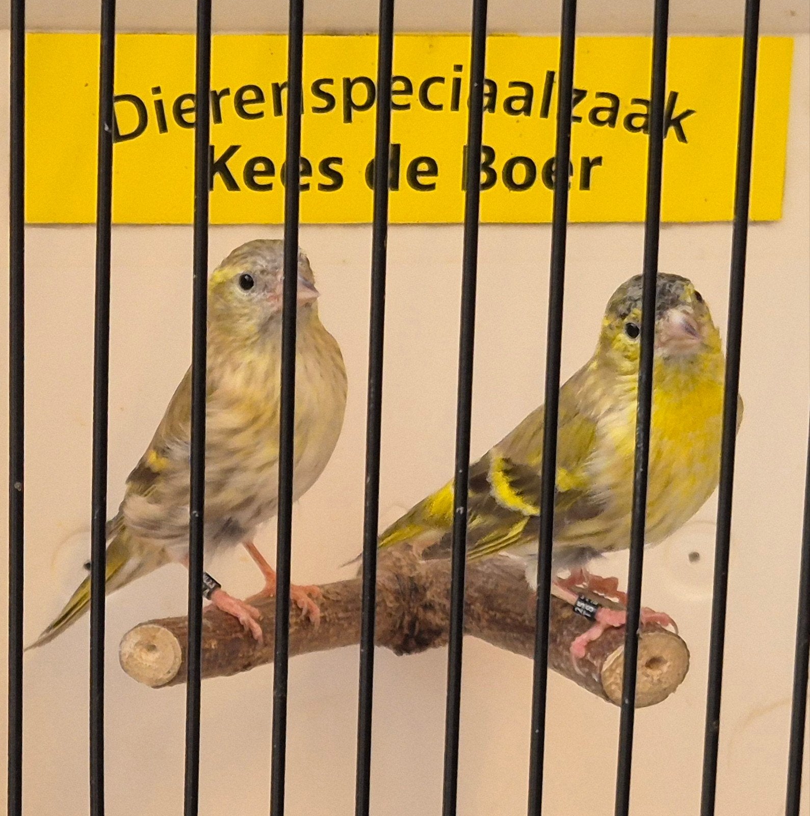 koppel Europese sijzen, Dieren en Toebehoren