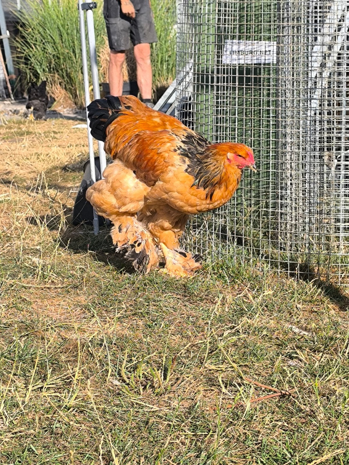 brahma haan Buff Columbia, Mannelijk, Kip