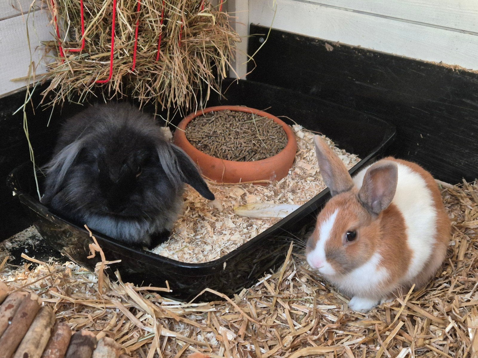 Koppeltje konijntjes. Wie kan ze een beter huisje geven., Dieren en Toebehoren, Meerdere dieren