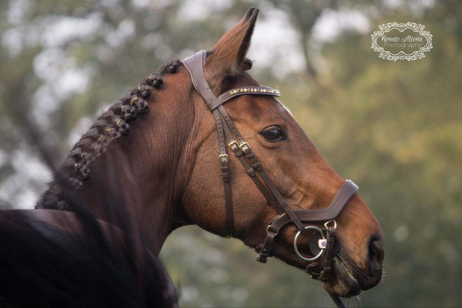 Stalling weidegang 24/7 paddock paradise gezocht, Dieren en Toebehoren