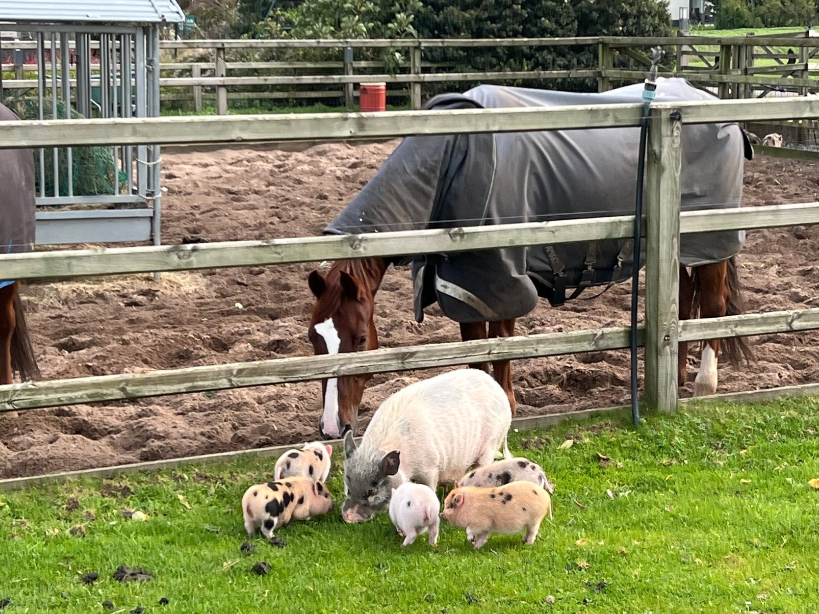 2 (mannetjes) biggen van mini varken te koop, Dieren en Toebehoren, Mannelijk, Varken, 0 tot 2 jaar